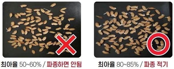 벼 최아율 비교 사진