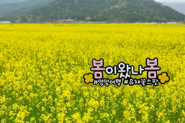 유채꽃 만개