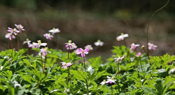 구례 남바람꽃 개화, 올해도 성황리 마무리